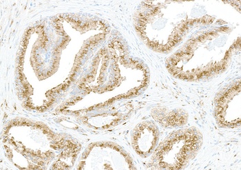 Rabbit anti-COPB2 Antibody