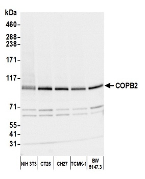 COPB2 Antibody