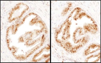 Rabbit anti-COPB2 Antibody