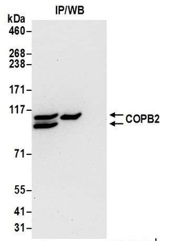 COPB2 Antibody