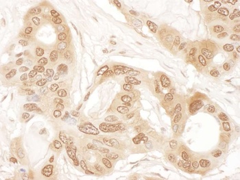 Rabbit anti-ICLN Antibody