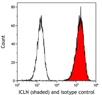 Rabbit anti-ICLN Antibody