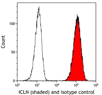 Rabbit anti-ICLN Antibody
