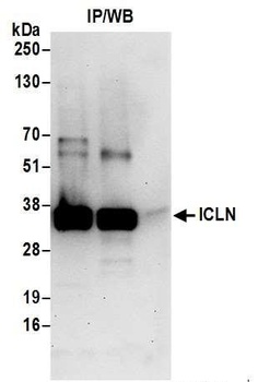 Rabbit anti-ICLN Antibody