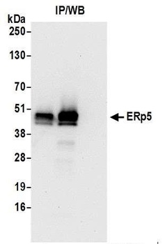 Rabbit anti-ERp5 Antibody