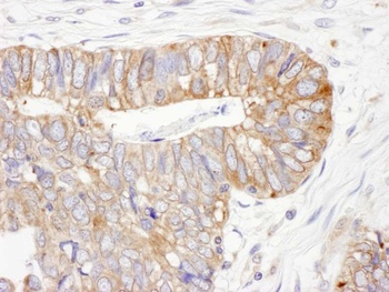 Rabbit anti-ERp5 Antibody