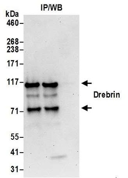 Drebrin Antibody