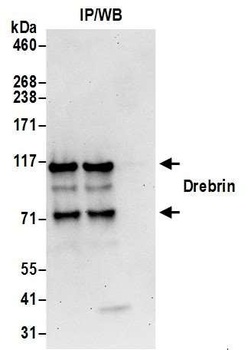 Rabbit anti-Drebrin Antibody