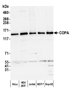 Rabbit anti-COPA Antibody