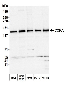 COPA Antibody