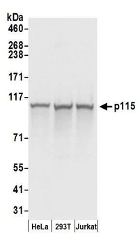 Rabbit anti-p115 Antibody