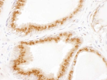 Rabbit anti-p115 Antibody