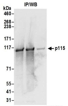 Rabbit anti-p115 Antibody