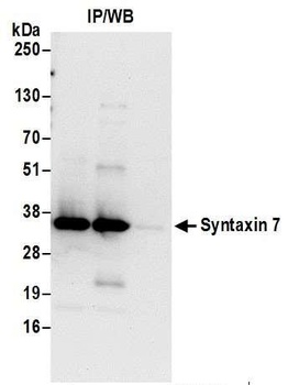 Syntaxin 7 Antibody