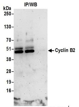 Cyclin B2 Antibody