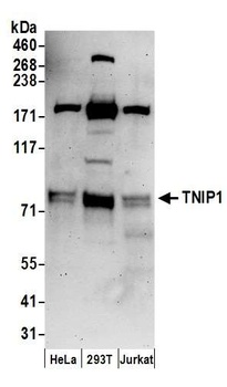 Rabbit TNIP1 Antibody