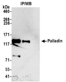 Rabbit anti-Palladin Antibody