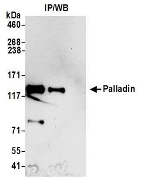 Palladin Antibody