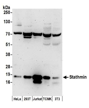 Rabbit Stathmin Antibody