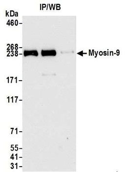 Myosin-9 Antibody