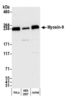 Myosin-9 Antibody