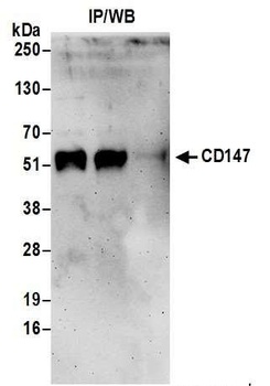 Rabbit CD147 Antibody