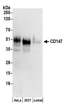Rabbit CD147 Antibody
