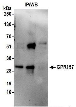 GPR157 Antibody
