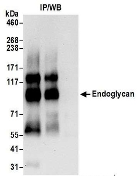Rabbit anti-Endoglycan Antibody
