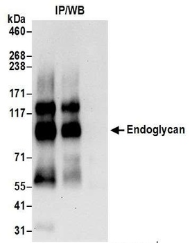 Endoglycan Antibody