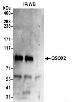 Rabbit anti-QSOX2 Antibody