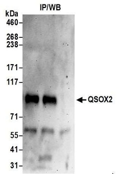 QSOX2 Antibody