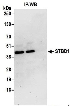 STBD1 Antibody