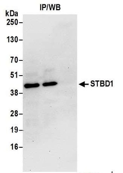 Rabbit anti-STBD1 Antibody