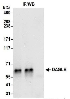 DAGLB Antibody