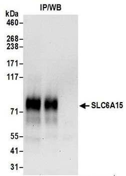 Rabbit anti-SLC6A15 Antibody