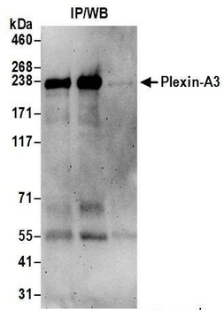Rabbit anti-Plexin-A3 Antibody