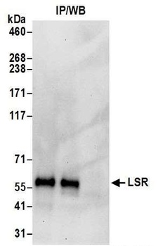 Rabbit anti-LSR Antibody