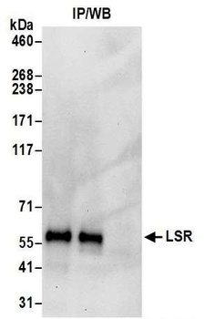 LSR Antibody