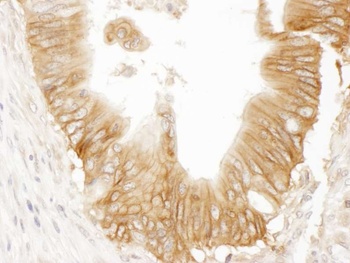 Rabbit anti-AC9 Antibody
