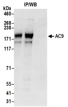 AC9 Antibody