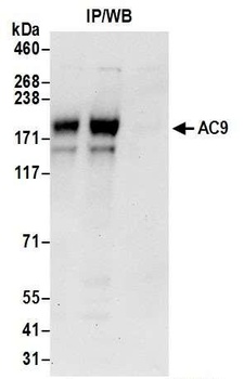 Rabbit anti-AC9 Antibody