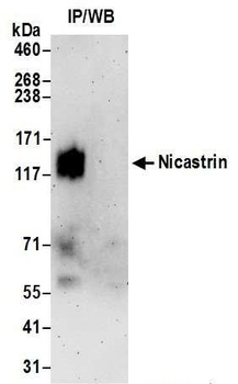 Nicastrin Antibody