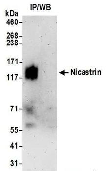 Rabbit anti-Nicastrin Antibody