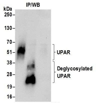 Rabbit UPAR Antibody