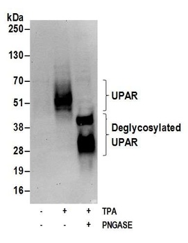 Rabbit UPAR Antibody