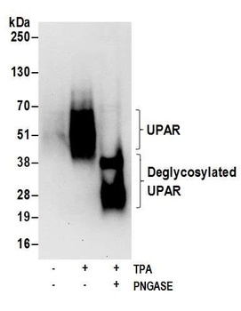 Rabbit UPAR Antibody