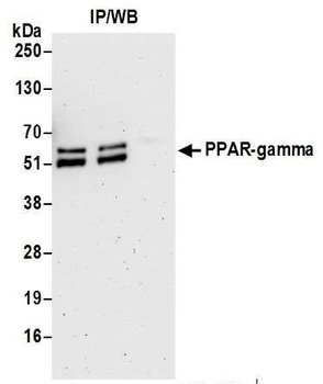 Rabbit PPAR-gamma Antibody