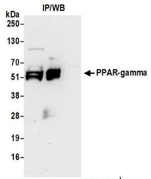 Rabbit PPAR-gamma Antibody