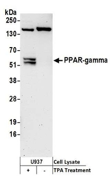 Rabbit PPAR-gamma Antibody